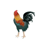 payasitazingjeftgallo