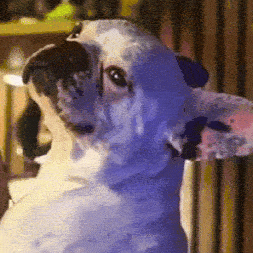 meyhanecidimitriArya