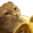 cangrejitacpp
