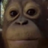 coconutbStare emote