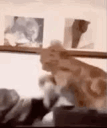 klashhjo emote