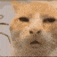 munnabhai-gamingcatwhat emote
