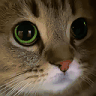 sh0k0ufgobe twitch emote