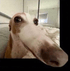 edamilkamerak emote