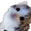 chopstixcutekitty emote