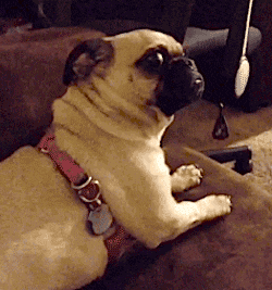 3eprrrwhatt twitch emote