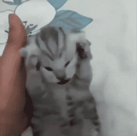 3eprrrangrycat twitch emote