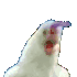 chimperChicken emote