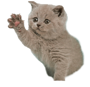 sh0k0ufbye twitch emote