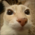dosekaidosecat emote