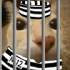 dosekaipresocat emote
