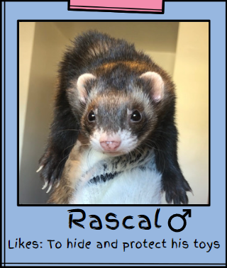 About SashaSpits - Watch Live on Kick