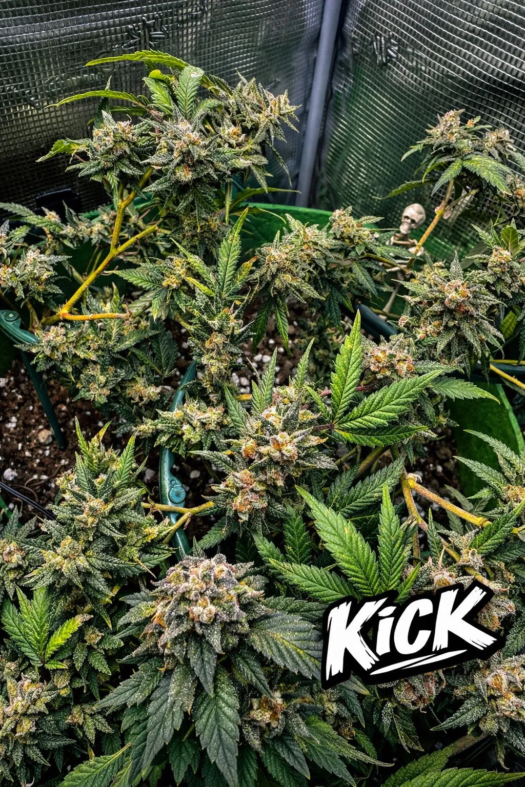 ZielonyPatrol Stream - Watch Live on Kick