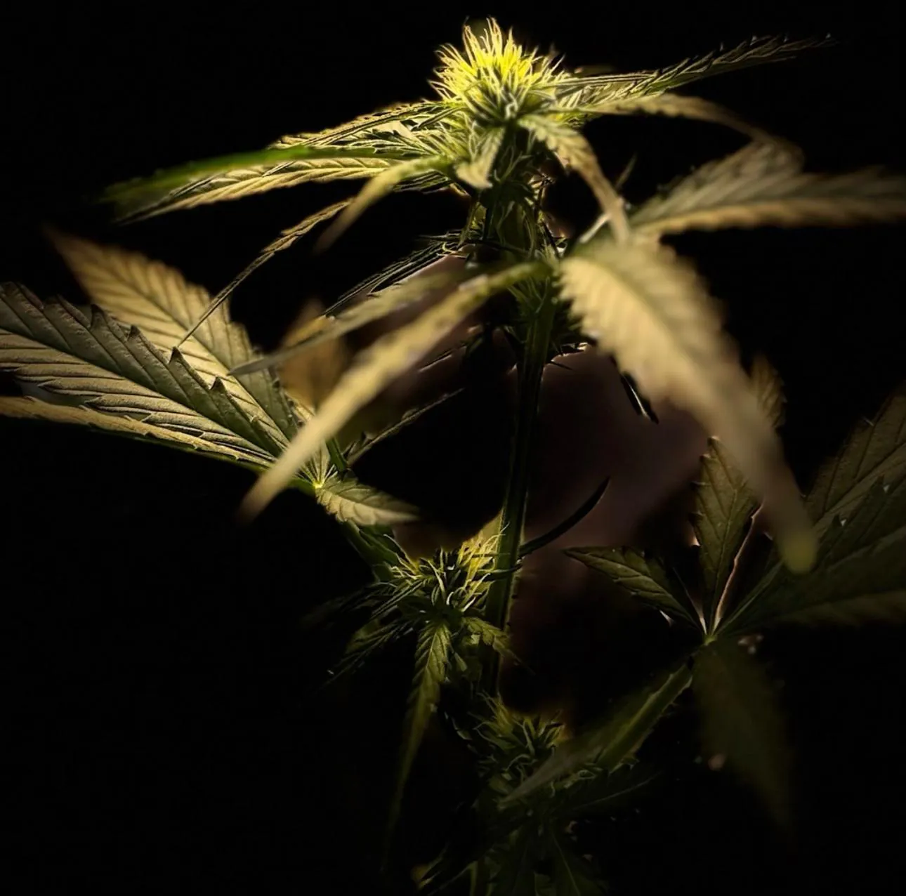 ZielonyPatrol Stream - Watch Live on Kick