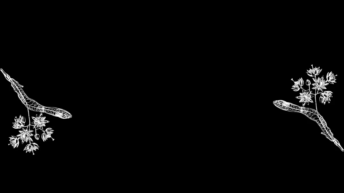 ya_morph
