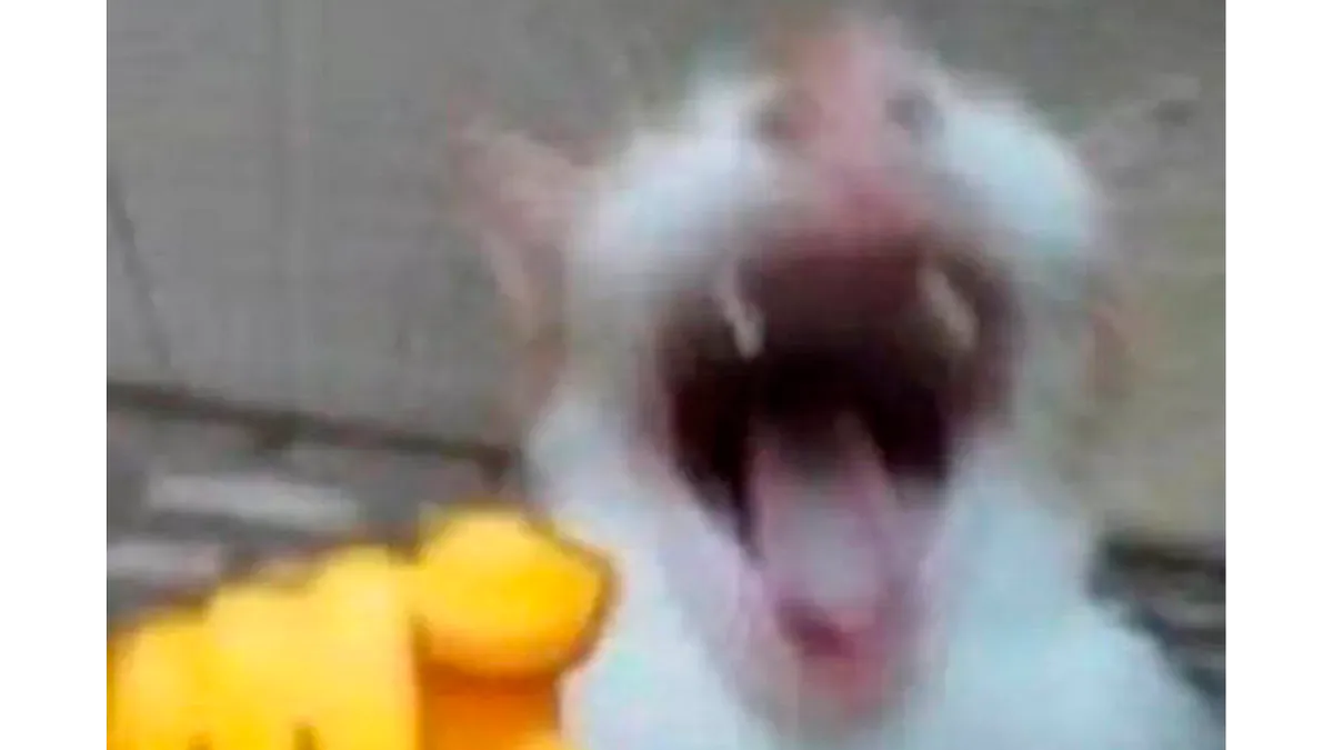 thekirdon