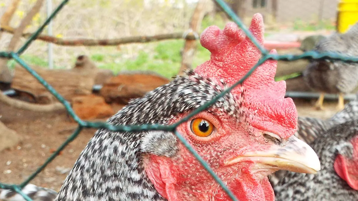 HouseofCluck
