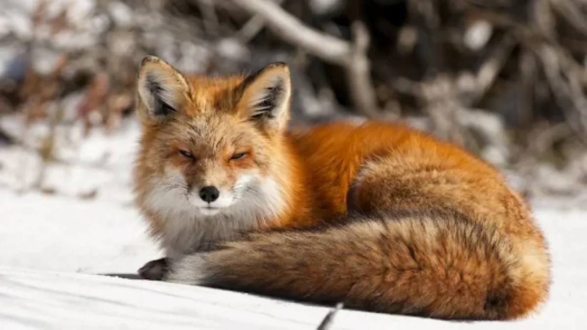 Foxcek