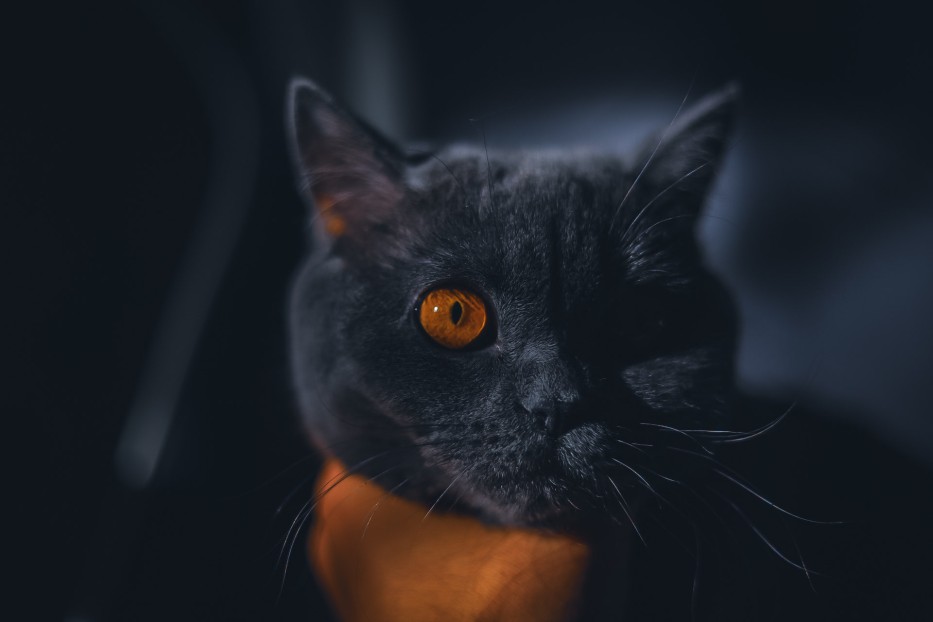 iaz00zi