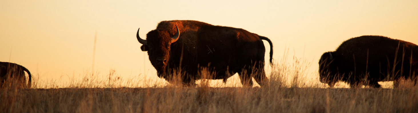Kick banner for @bison