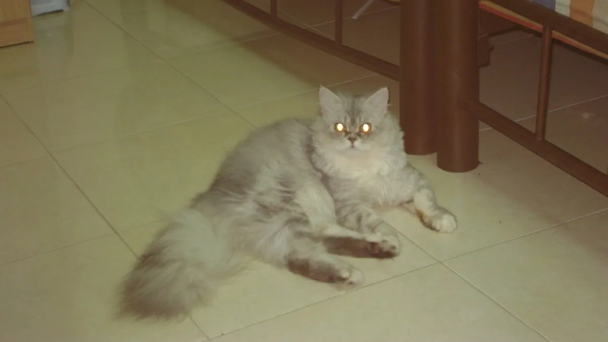 ZhinZilLA