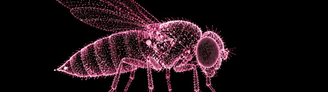 FemaleFly
