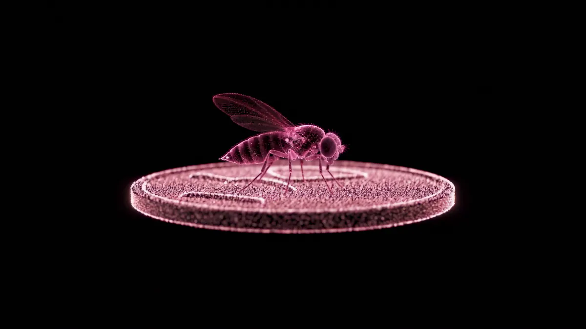 FemaleFly
