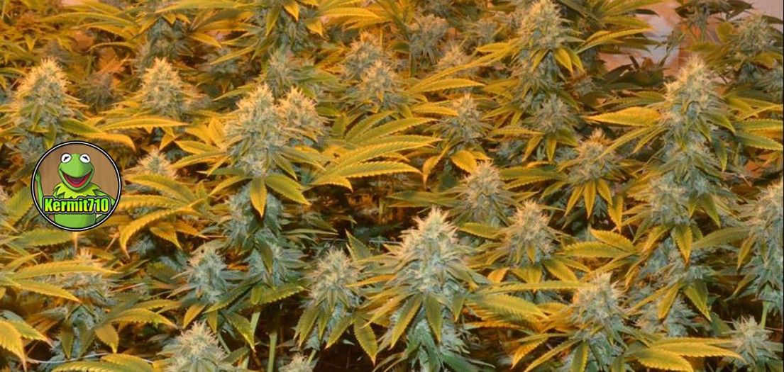 kramit710