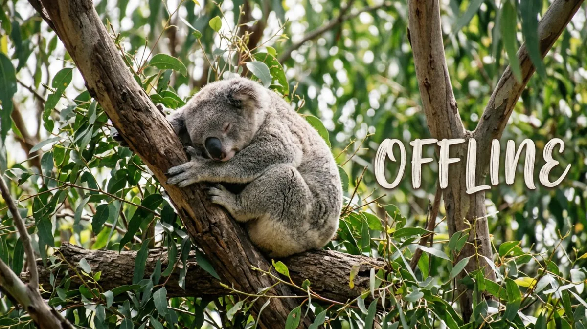 AngryKoala1604