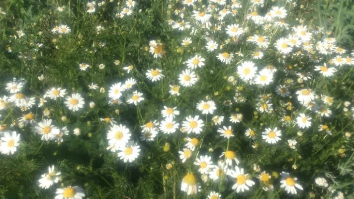 dekdaisy