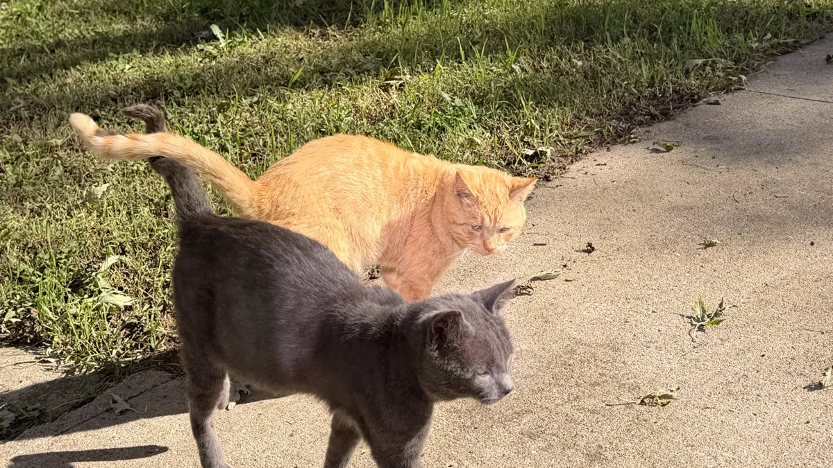 LilleeIttyBittiKitti