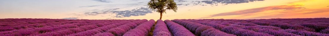 LavenderDoge