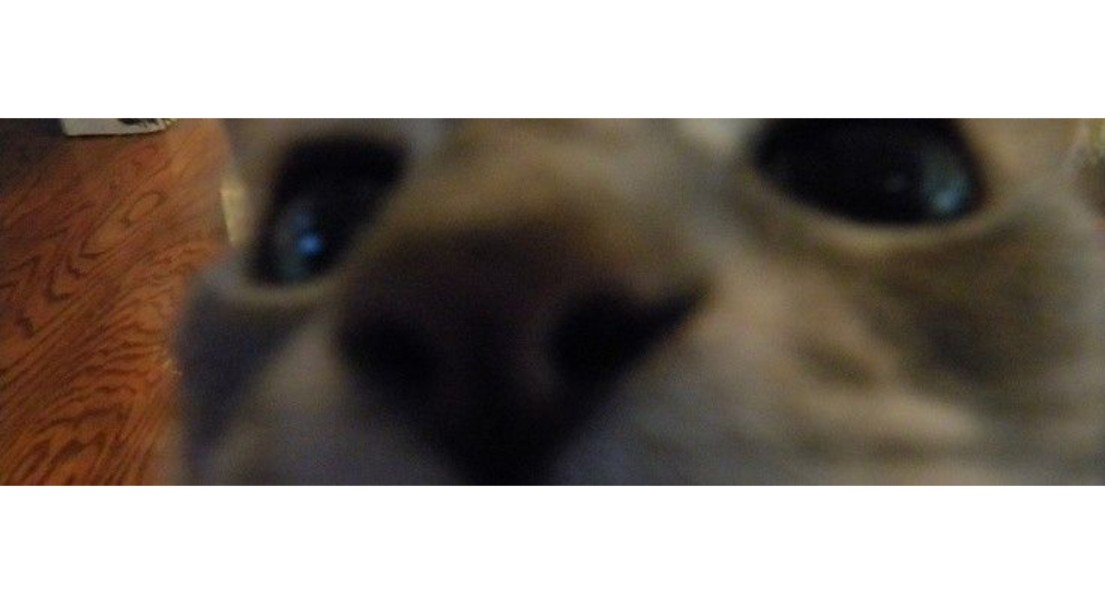 PupVR