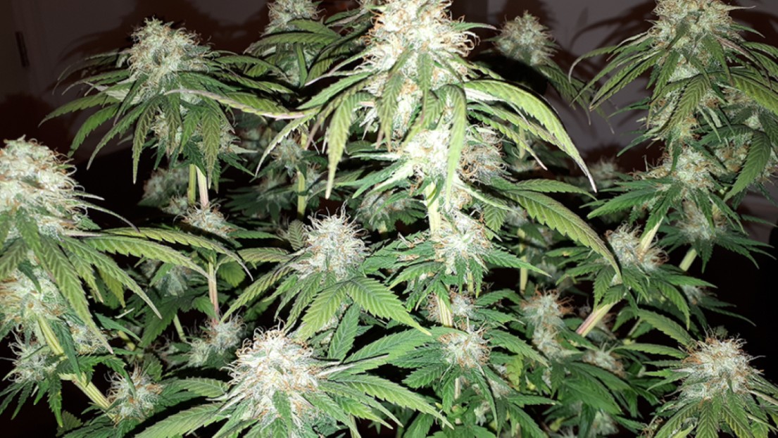 KosherKushQueen