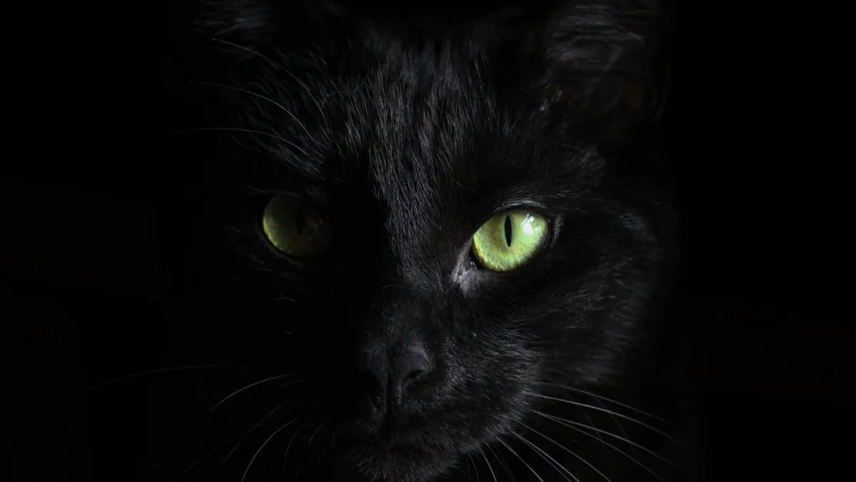 thechatnoir