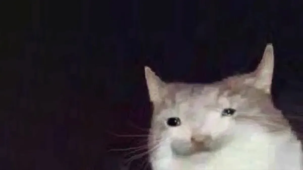 Wozqy