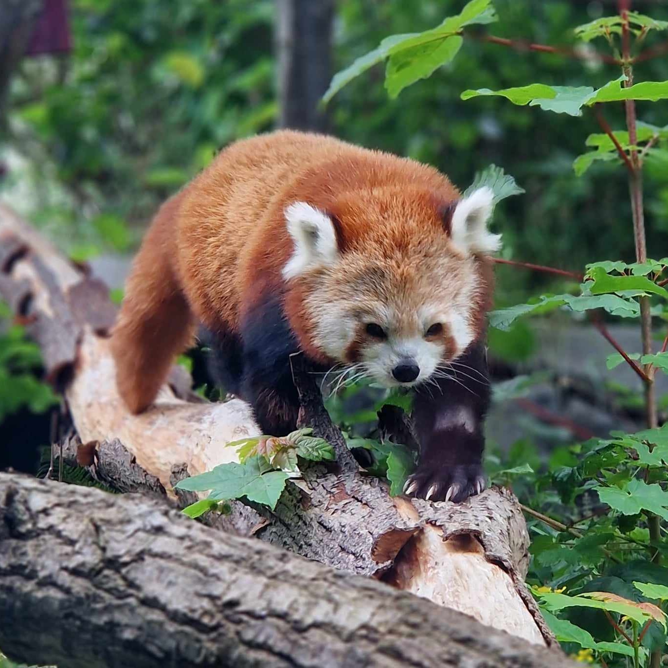 Red_Panda1290 Stream - Watch Live on Kick