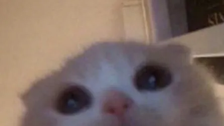 douano