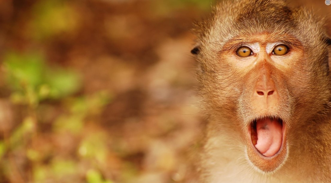 monkeyman334