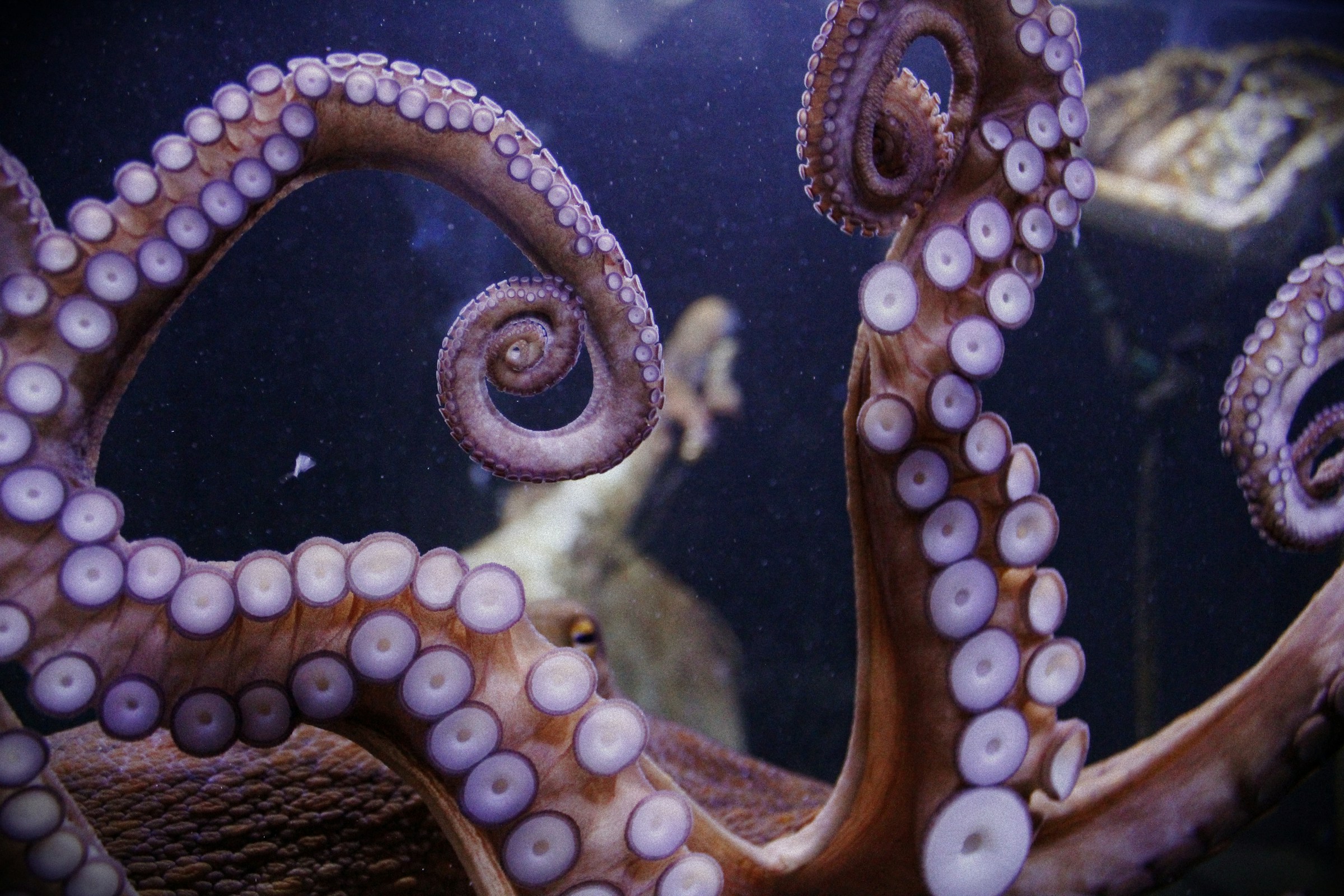 OctopusMch Stream - Watch Live on Kick