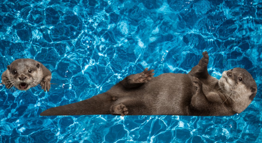 Otter1
