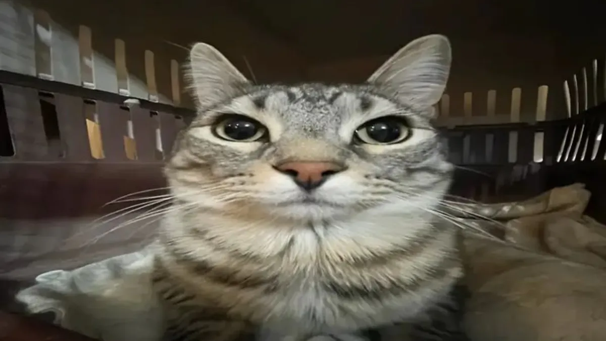 quaPwiz