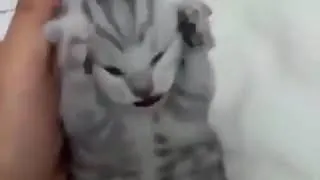 Panilloo