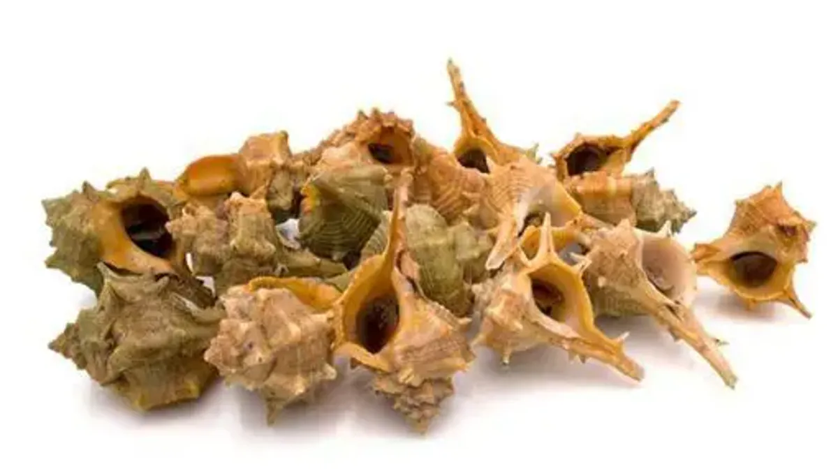 ErCanailla