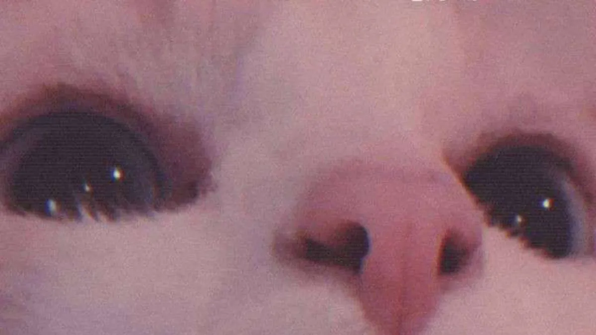 SELAROMELA