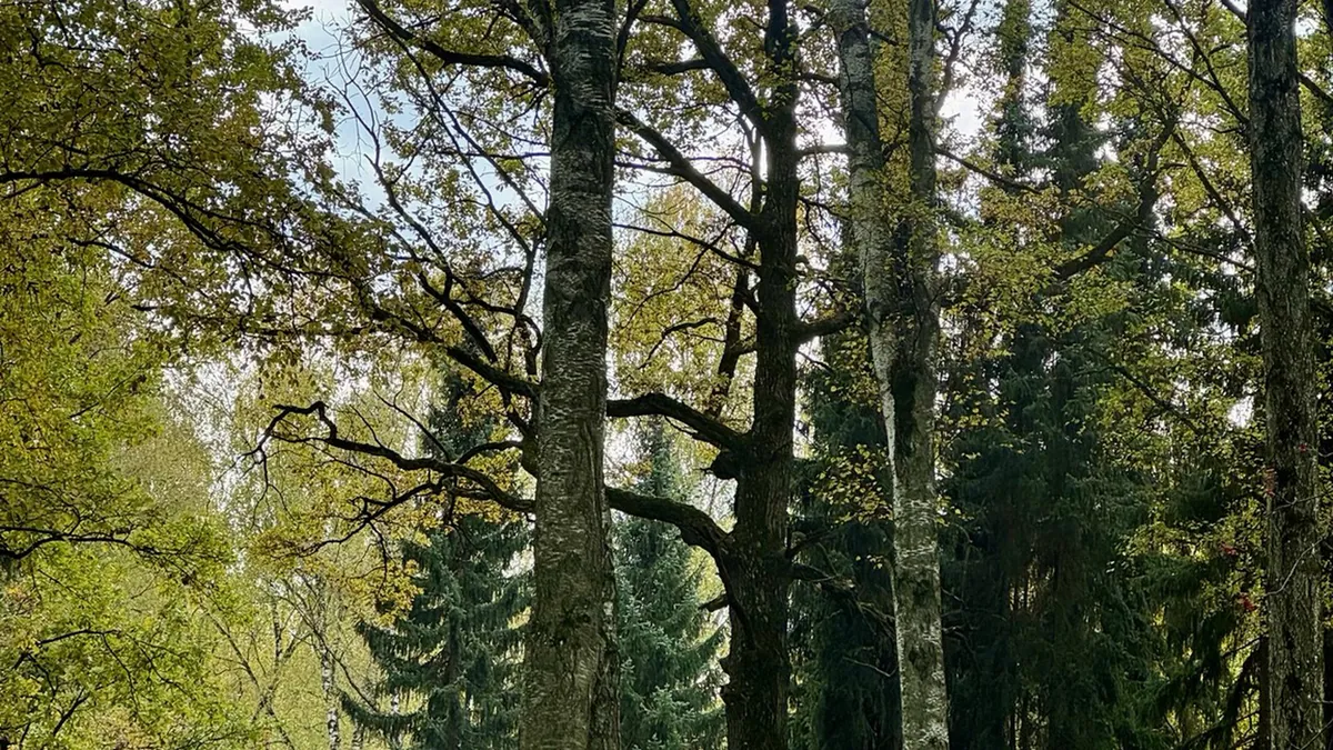 nikrutssi