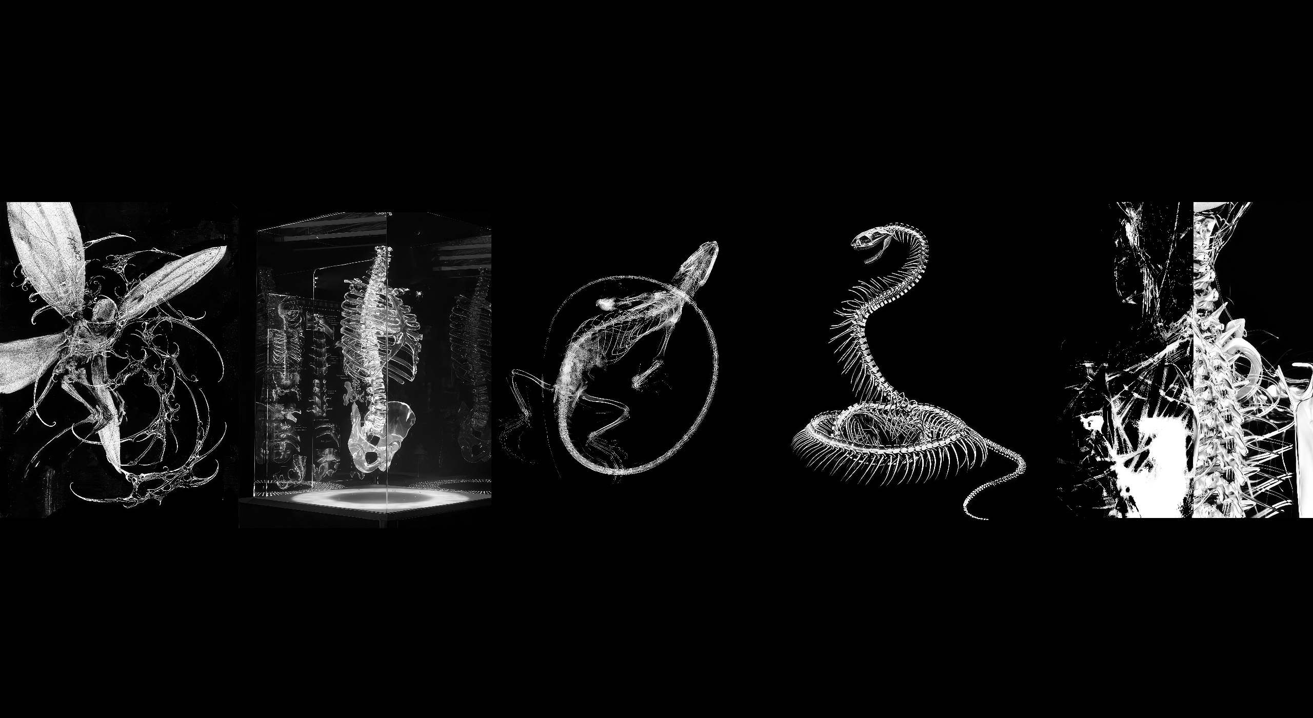Kick banner for @skeleton