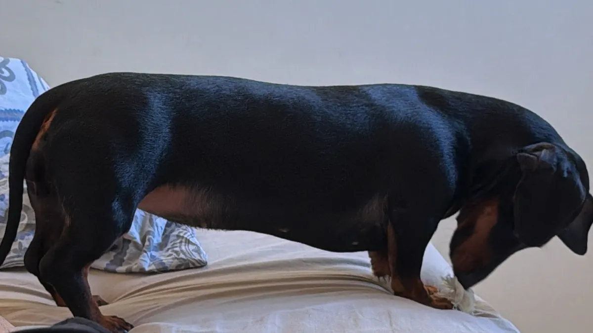 canik9