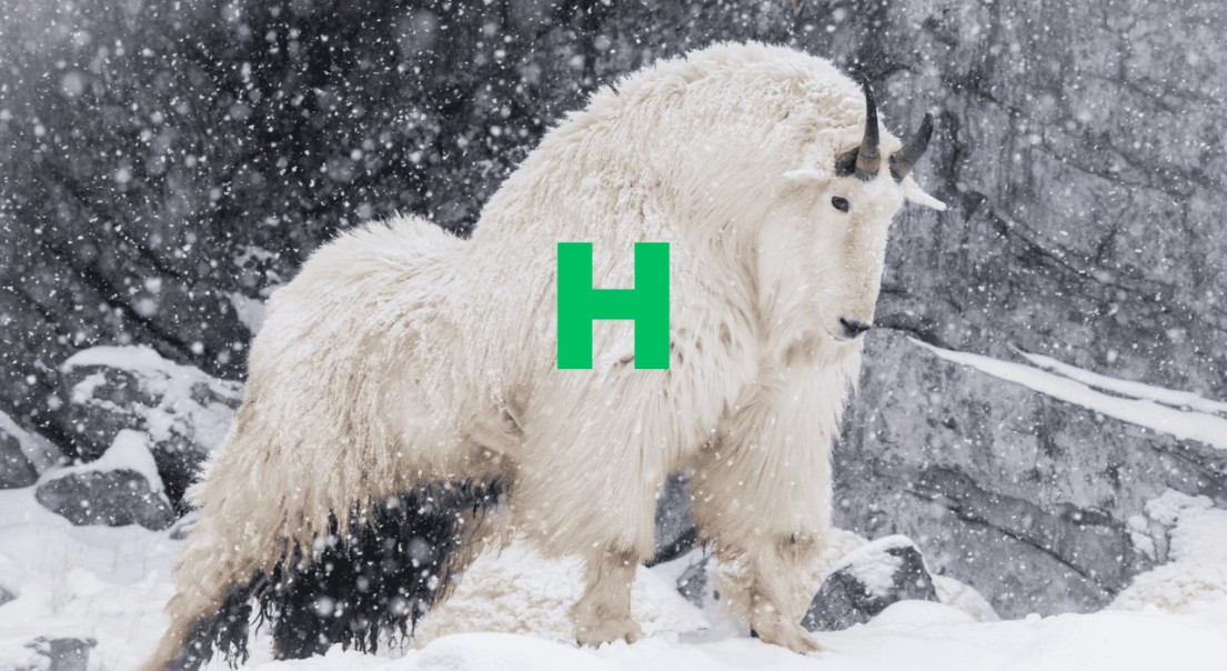 Hectorregg