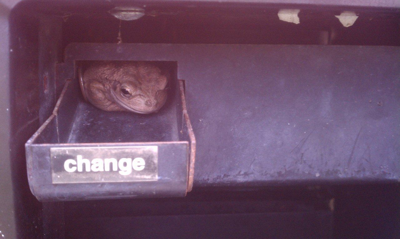 Kick banner for @frog